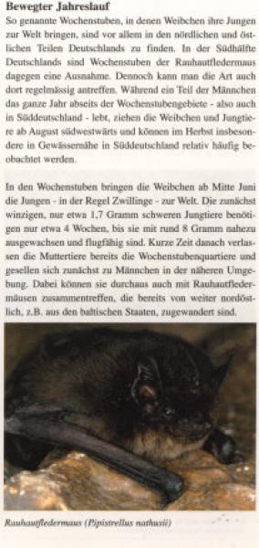 Faltblatt 'Die Rauhautfledermaus' (Seite 3)